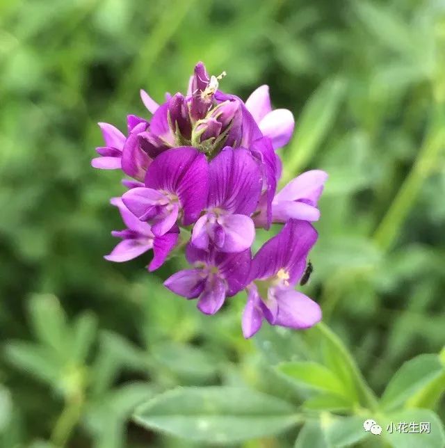 野西瓜种植前景_野西瓜种植技术_野西瓜苗是什么样子的