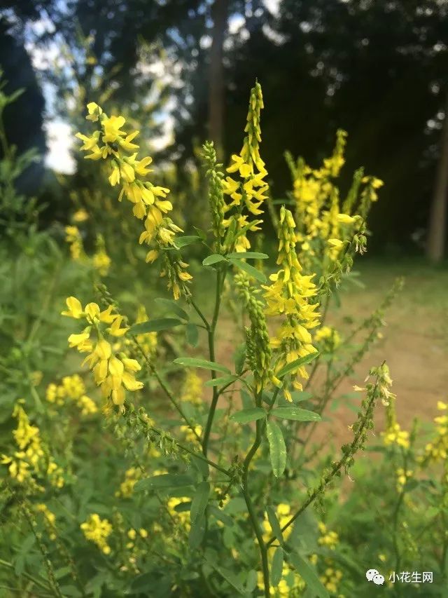 野西瓜种植技术_野西瓜种植前景_野西瓜苗是什么样子的