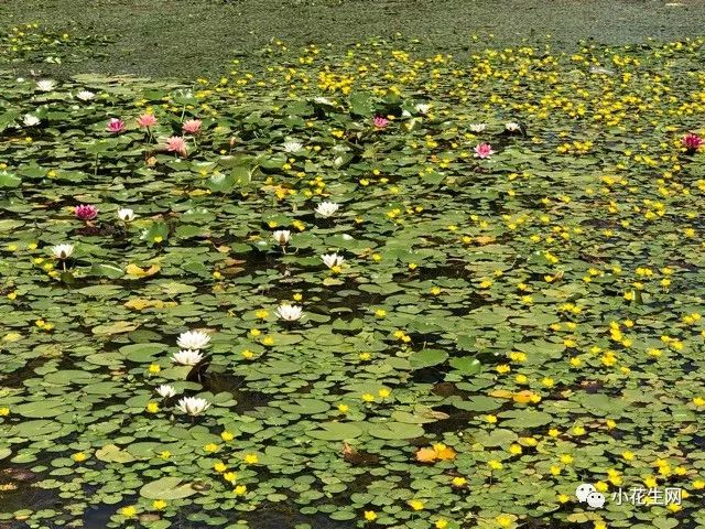 野西瓜苗是什么样子的_野西瓜种植技术_野西瓜种植前景