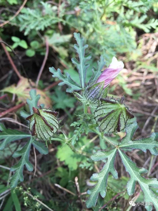 野西瓜苗是什么样子的_野西瓜种植技术_野西瓜种植前景