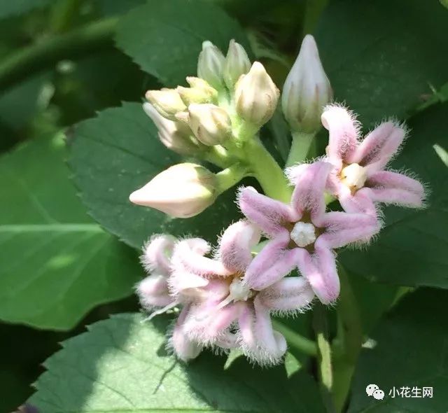 野西瓜种植前景_野西瓜苗是什么样子的_野西瓜种植技术