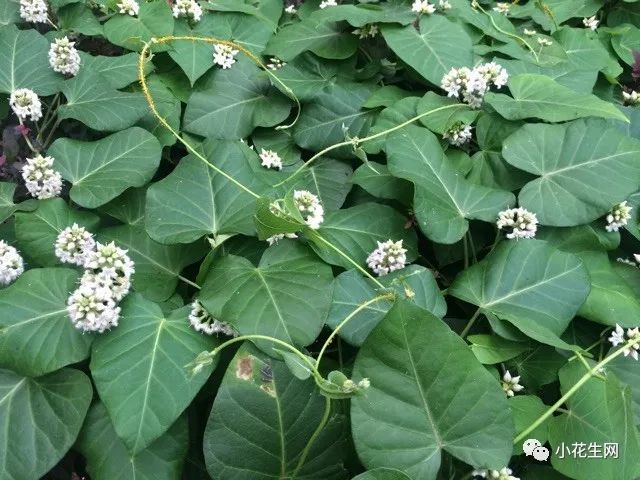 野西瓜苗是什么样子的_野西瓜种植前景_野西瓜种植技术