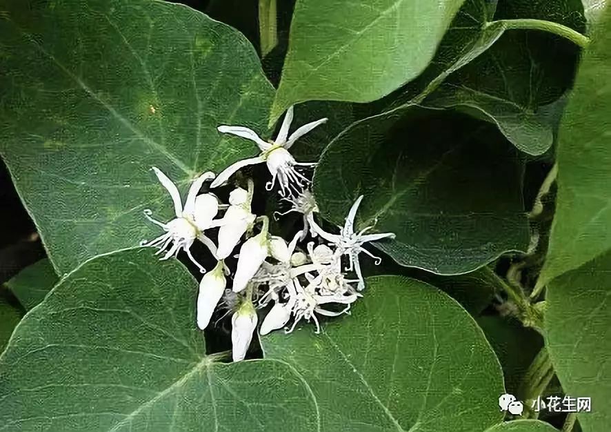 野西瓜种植前景_野西瓜种植技术_野西瓜苗是什么样子的