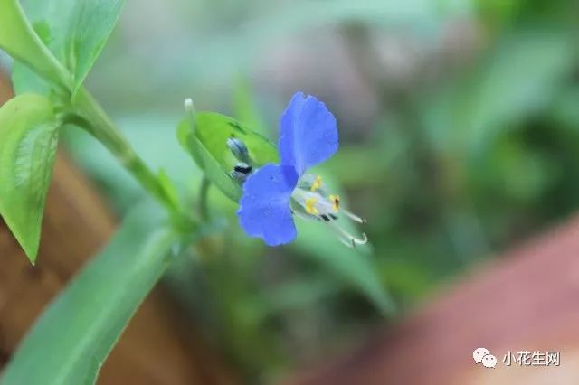 野西瓜种植前景_野西瓜苗是什么样子的_野西瓜种植技术