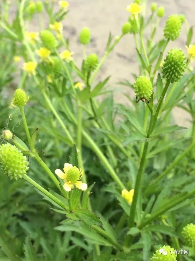 野西瓜苗是什么样子的_野西瓜种植前景_野西瓜种植技术