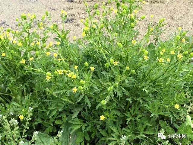 野西瓜种植技术_野西瓜苗是什么样子的_野西瓜种植前景