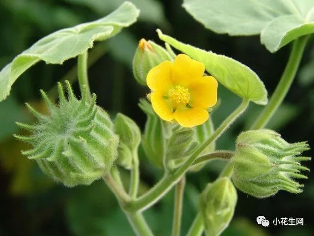 野西瓜种植技术_野西瓜苗是什么样子的_野西瓜种植前景