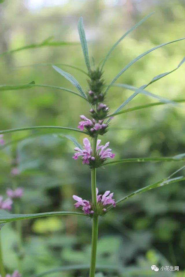 野西瓜种植技术_野西瓜种植前景_野西瓜苗是什么样子的