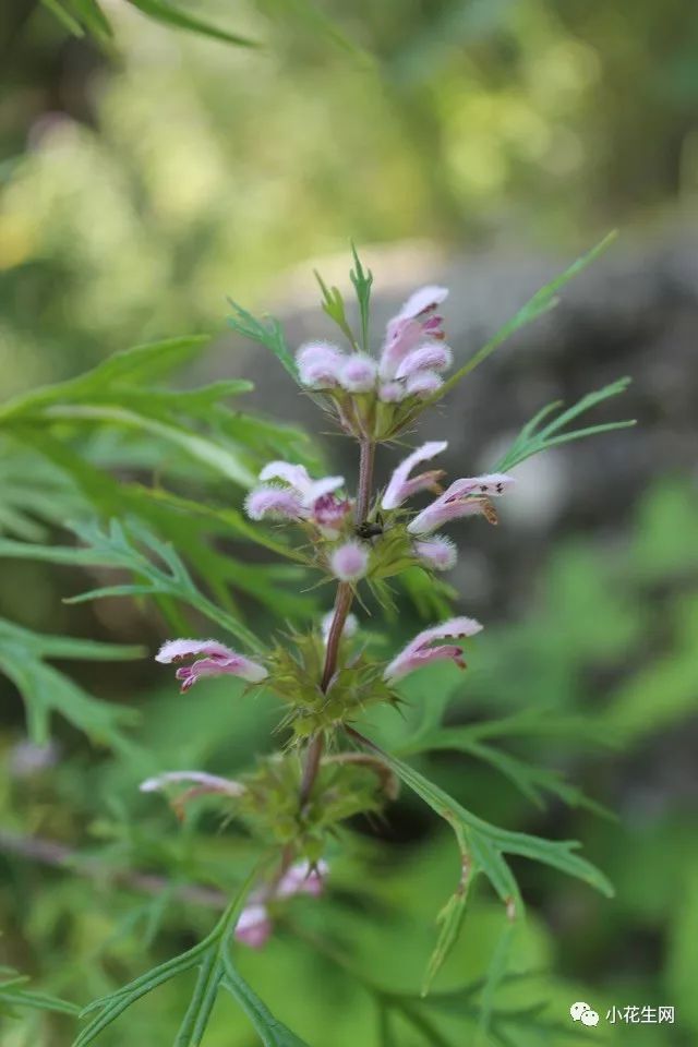 野西瓜种植技术_野西瓜苗是什么样子的_野西瓜种植前景