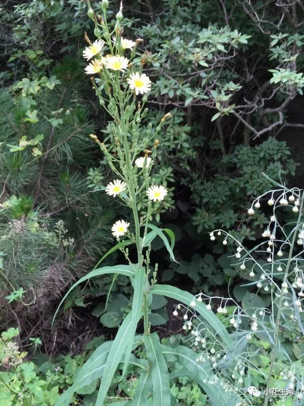 野西瓜苗是什么样子的_野西瓜种植技术_野西瓜种植前景