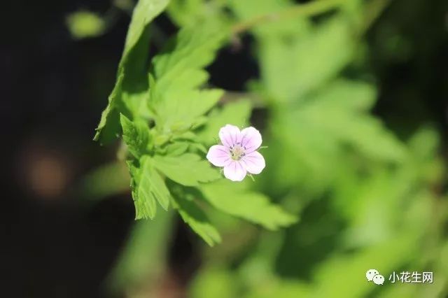 野西瓜种植前景_野西瓜苗是什么样子的_野西瓜种植技术