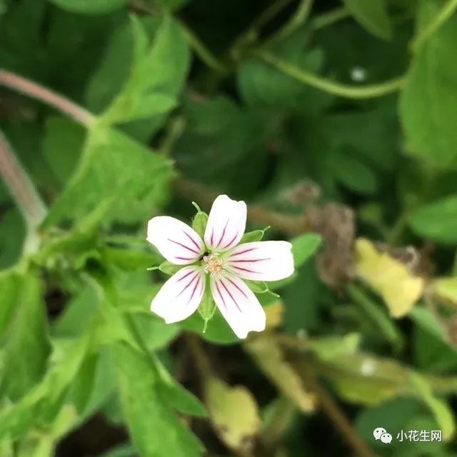 野西瓜种植前景_野西瓜种植技术_野西瓜苗是什么样子的