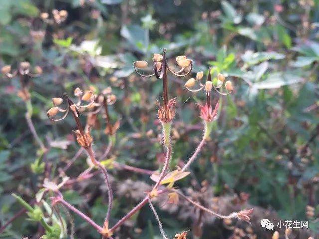 野西瓜种植技术_野西瓜种植前景_野西瓜苗是什么样子的