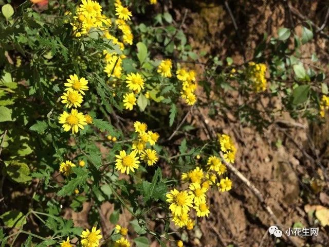 野西瓜种植前景_野西瓜苗是什么样子的_野西瓜种植技术