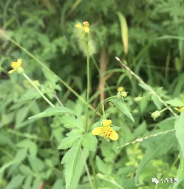 野西瓜种植前景_野西瓜苗是什么样子的_野西瓜种植技术