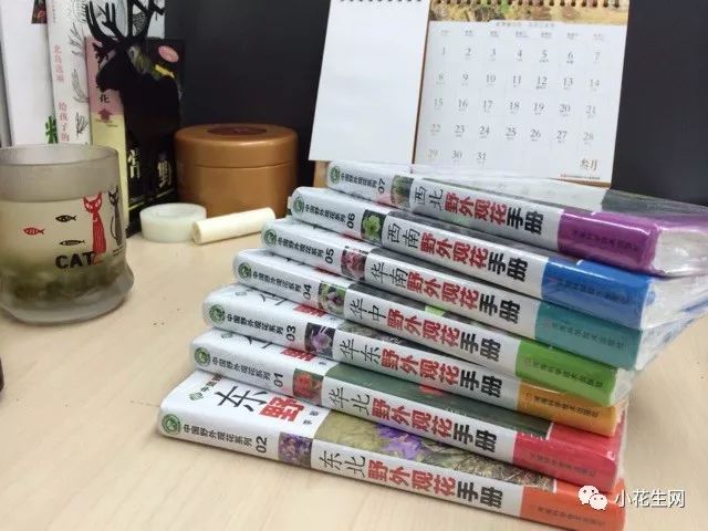 野西瓜苗是什么样子的_野西瓜种植技术_野西瓜种植前景