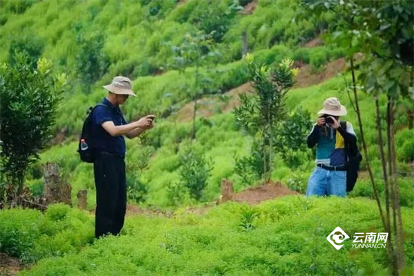 致富草种植方法_致富种植草方法有哪些_致富种植什么比较赚大钱