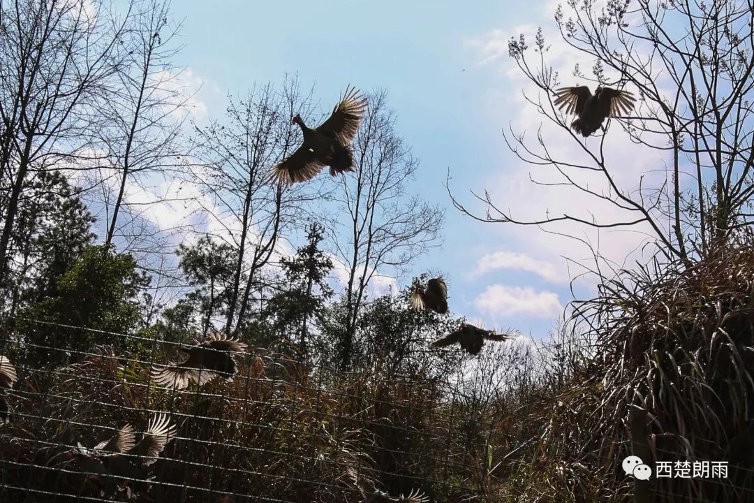 养殖珍珠鸡前景怎么样_珍珠鸡养殖前景和利润_致富经珍珠鸡养殖视频