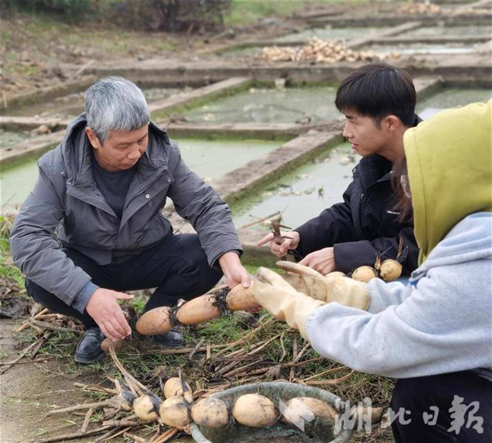 藕的栽培技术以管理_藕的种植技术及效益_浅种植藕技术.