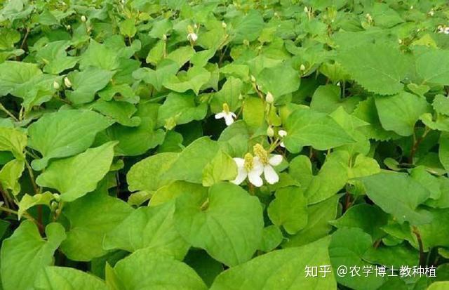 只在农村有的“野草”，人工栽培效益高，一次种植能收获多年