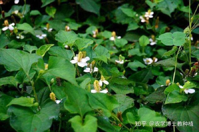 北方鱼腥草的种植方法_北方鱼腥草种植技术_北方种植鱼腥草技术与管理