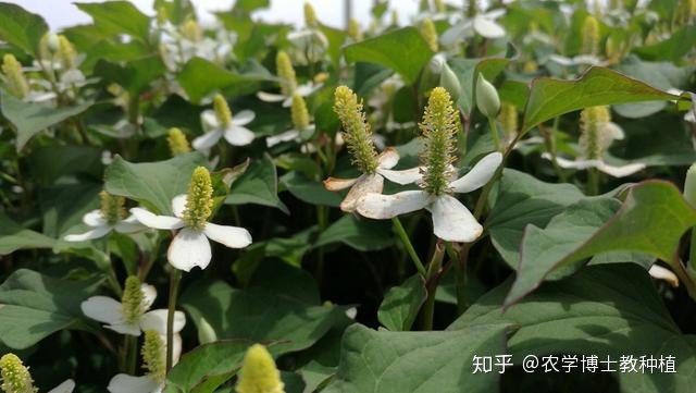 北方鱼腥草的种植方法_北方种植鱼腥草技术与管理_北方鱼腥草种植技术