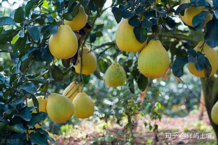 鸭养殖户_火鸭的养殖技术_鸭养殖技术视频