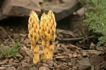 野西瓜种植技术_野西瓜种植前景_野西瓜苗子