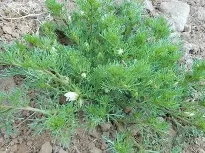 野西瓜种植技术_野西瓜种植前景_野西瓜苗子