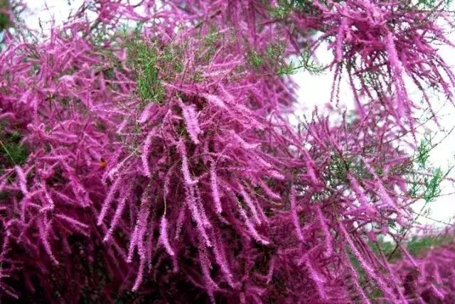 野西瓜种植技术_野西瓜苗子_野西瓜种植前景