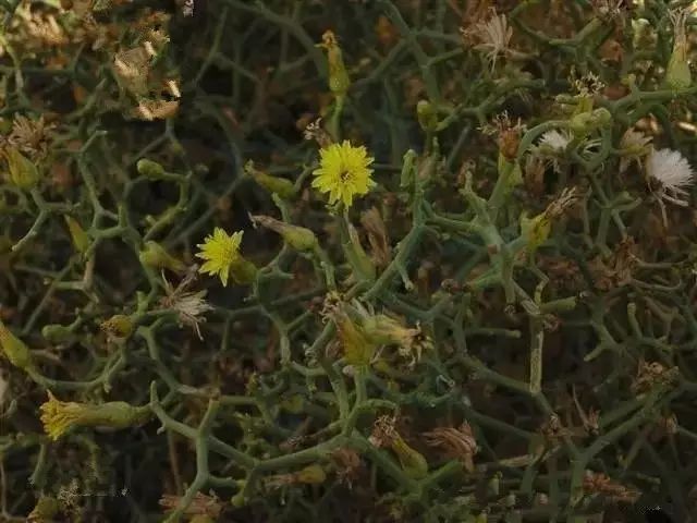 野西瓜种植前景_野西瓜苗子_野西瓜种植技术