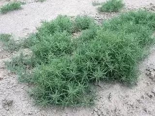 野西瓜种植前景_野西瓜种植技术_野西瓜苗子