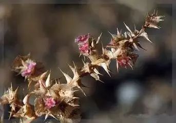 野西瓜苗子_野西瓜种植前景_野西瓜种植技术