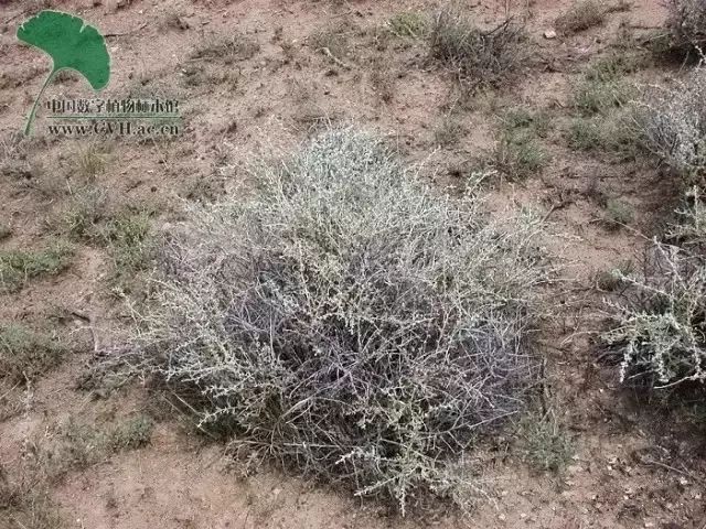 野西瓜种植技术_野西瓜种植前景_野西瓜苗子