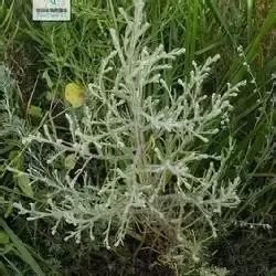 野西瓜苗子_野西瓜种植前景_野西瓜种植技术