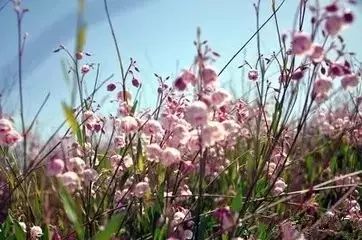 野西瓜苗子_野西瓜种植前景_野西瓜种植技术