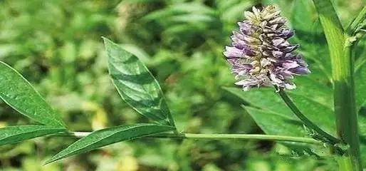 野西瓜种植技术_野西瓜苗子_野西瓜种植前景