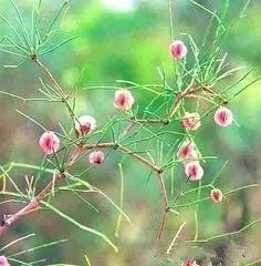 野西瓜苗子_野西瓜种植前景_野西瓜种植技术