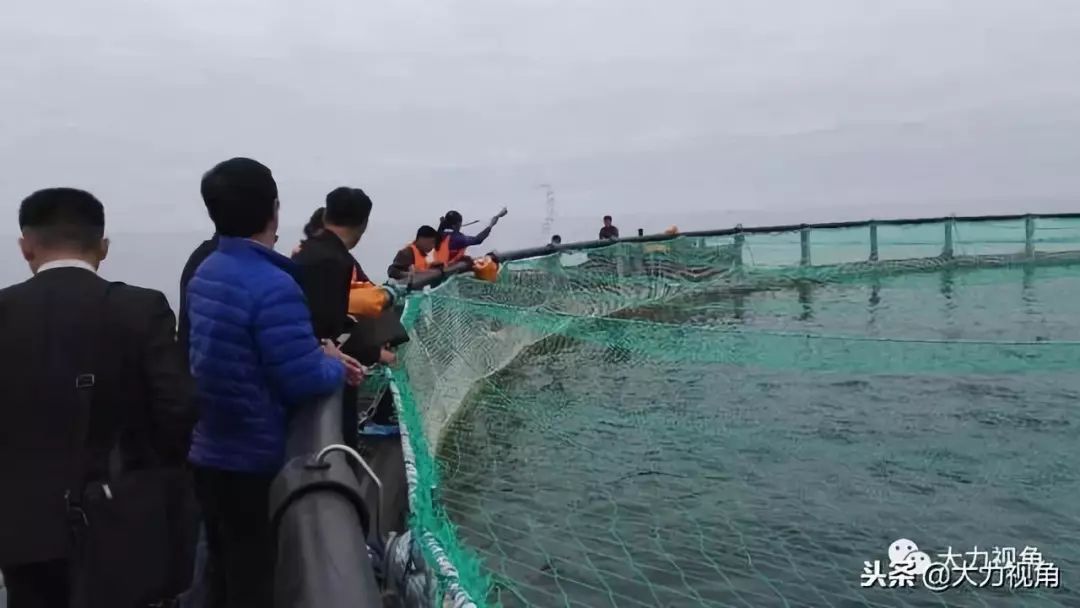 养殖三文鱼多少钱一斤_三文鱼养殖基地_致富经三文鱼养殖场地