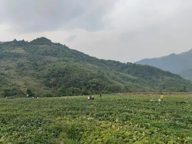 亩产万元！甜瓜产业让村民“甜蜜”致富