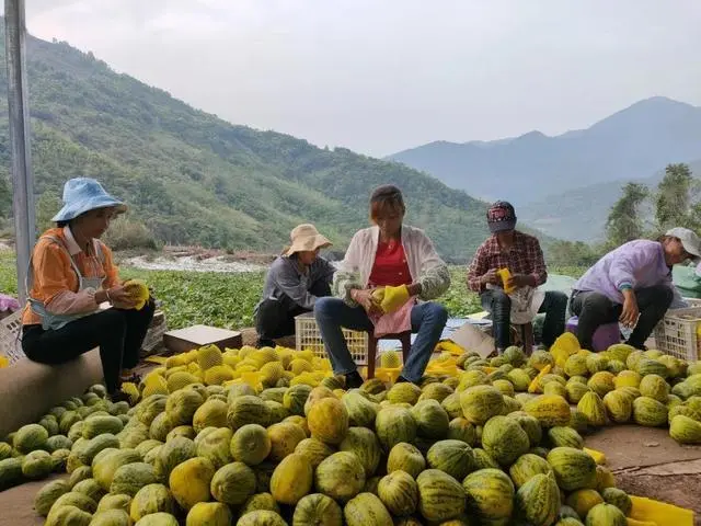 种甜瓜赚钱吗_致富经甜瓜种植视频_种植小甜瓜致富