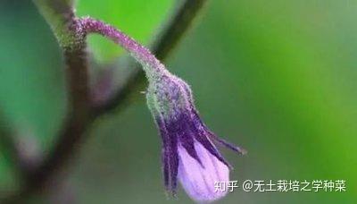 茄子大棚种植技术_大棚茄子种植管理技术视频_茄子大棚种植技术与管理