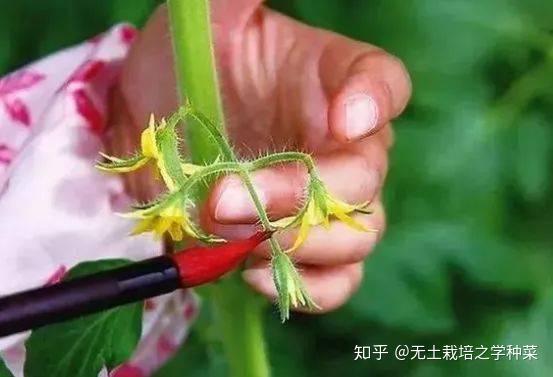 茄子大棚种植技术与管理_茄子大棚种植技术_大棚茄子种植管理技术视频