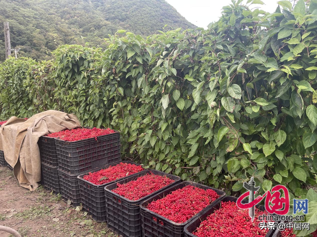 孝感农业致富种植各种水果网_种植簕菜致富_蕹菜种植