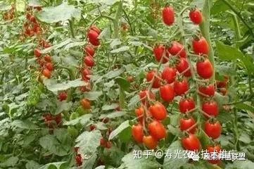 大棚茄子种植管理技术视频_茄子大棚种植技术要点_茄子大棚种植技术