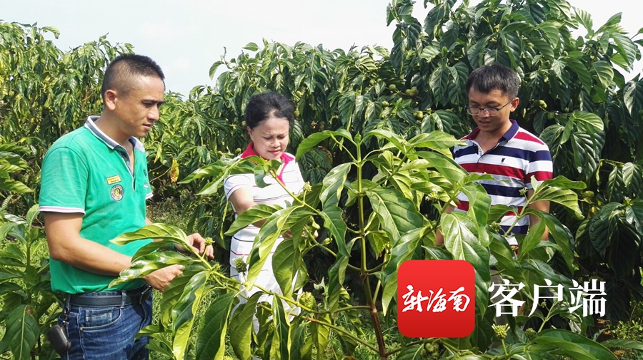 农民种地致富_农民增收致富种植_农民致富种植项目