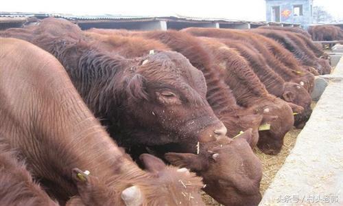 科学养殖，肉牛日增重四斤指日可待