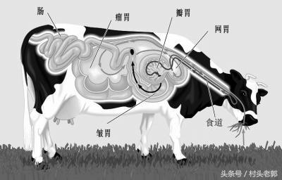 科学养殖，肉牛日增重四斤指日可待