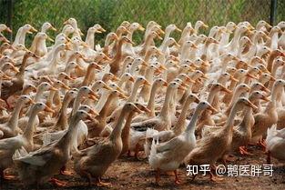 蛋鸭拉白色粪便是什么病 蛋鸭拉白色水样稀粪 产蛋鸭拉白色粪便