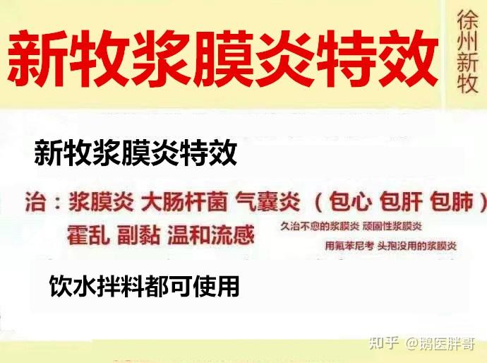 产蛋鸭旱鸭养殖技术_旱养蛋鸭什么品种好_养蛋鸭旱鸭的养殖场图